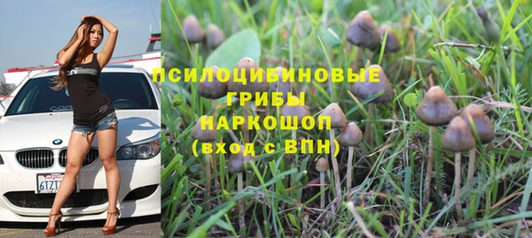 сатива Нестеровская
